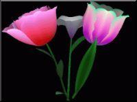 Tulip and lily