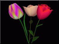 Rose and tulip