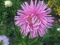Pink Aster