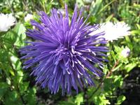 Purple Aster