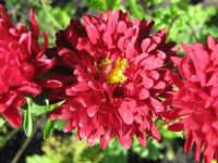 Red Aster