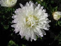 White Aster