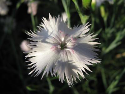 Small white carnation