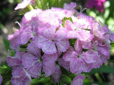 White-pink carnation