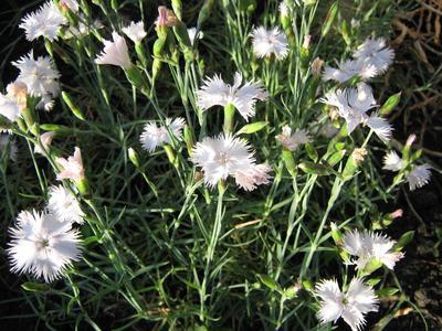 Group small carnation