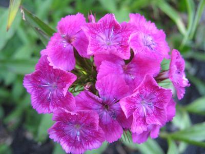 Pink carnation