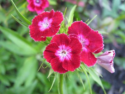 Red carnation flowers