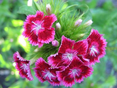 Pink-red carnation
