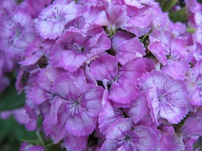 Light pink carnation