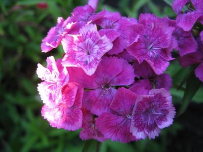 Carnation Flower