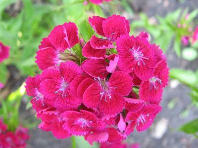 Red carnation flower