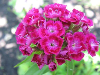 Pink red carnation flower