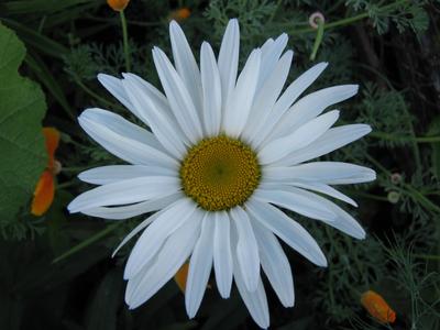 Chamomile with narrow petals