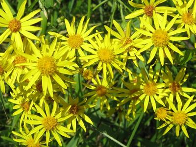 Plantation chamomile flowers