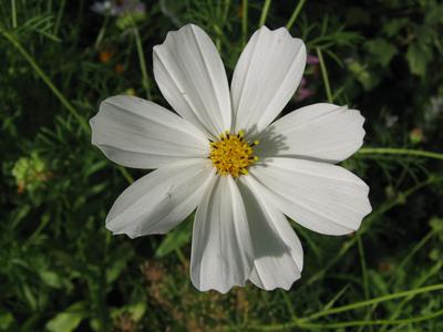 Chamomile with broad petals