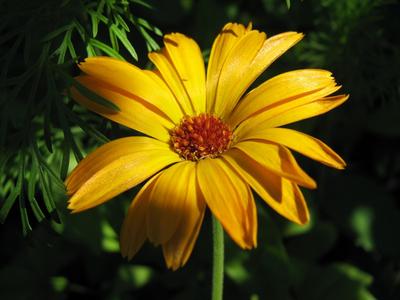 Yellow-orange chamomile