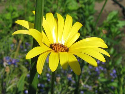 Bright yellow chamomile