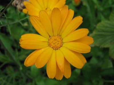 Yellow-orange chamomile flower