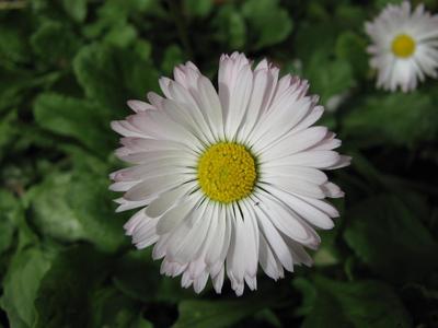 White chamomile flower