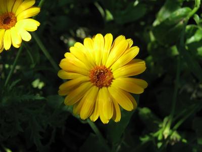 Small bright yellow chamomile