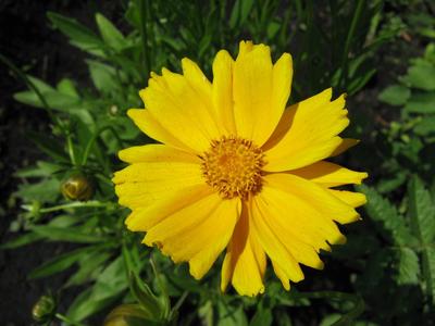 Chamomile with wide petals