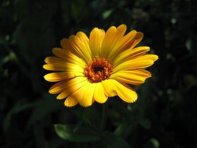 Classic chamomile flower