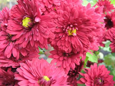 Chrysanthemum flowers