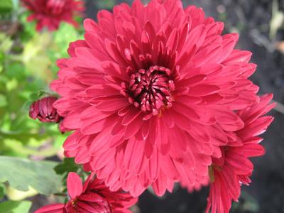 Very big chrysanthemum flower