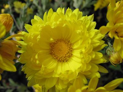 Big yellow chrysanthemum