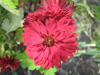 Red chrysanthemum