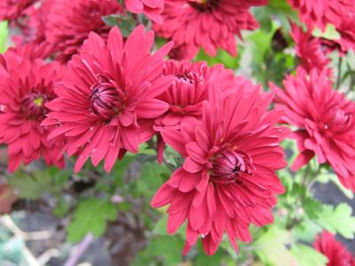 Plantation chrysanthemum flowers