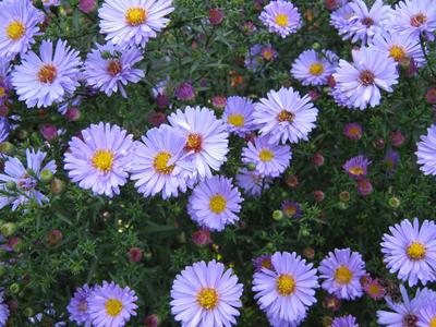 Small chrysanthemum