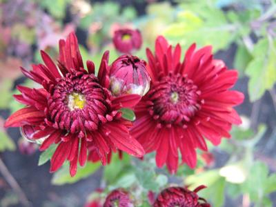Two big red chrysanthemum