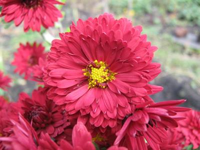Furry red chrysanthemum