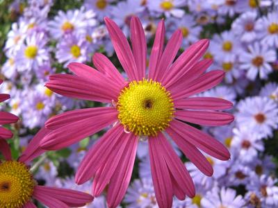 Red-yellow chrysanthemum