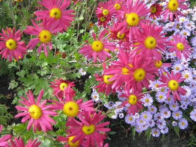 Large and small chrysanthemums