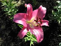 Pink lilies