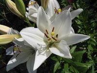 White lilies