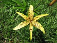 Yellow lilies