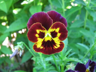 Yellow-brown pansy flower