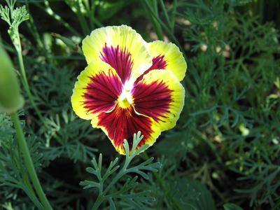 Yellow-red pansy