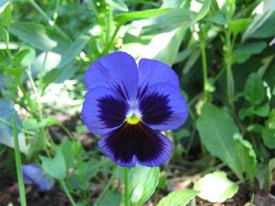 Dark blue pansy