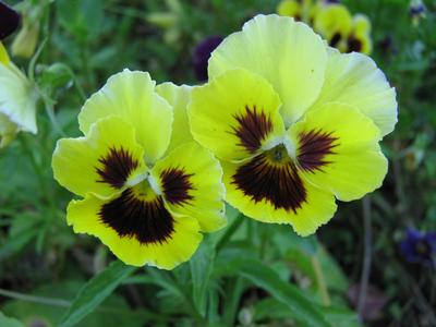 Light yellow pansy