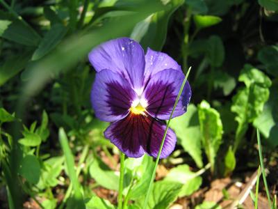 Purple pansy flower