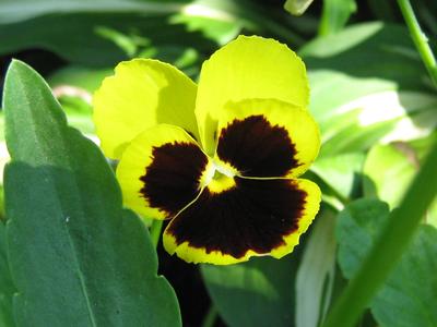 Bright yellow pansy