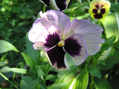 Pale-lilac pansy