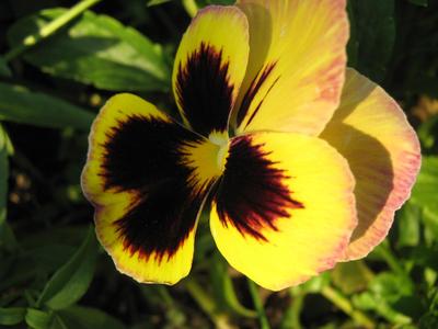 Bright orange pansy