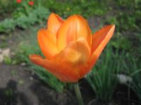 Orange Tulips