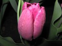 Purple Tulips