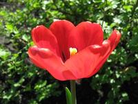 Red Tulips